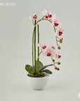 Vaso bianco in ceramica con 2 rami di Orchidea Phalaenopsis Real rosa H.50. EDG