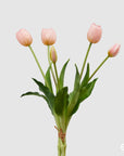 Tulipano gommoso bouquet da 5 tulipani, colore rosa chiaro, H. 40cm. EDG