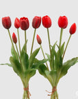 Tulipano gommoso bouquet da 5 tulipani, 2 colori assortiti, H. 40cm. EDG