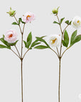 Peonia Rex, 4 colori disponibili, H. 71 cm. EDG