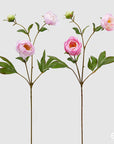 Peonia Rex, 4 colori disponibili, H. 71 cm. EDG