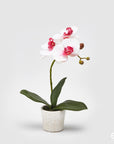 Vaso ceramica con orchidea phalaenopsis bianco/rosa, H. 33 cm. EDG