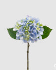 Ortensia Olis, colore azzurro, H. 33 cm. EDG
