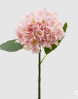 Ortensia Olis, colore rosa, H. 48 cm. EDG