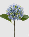 Ortensia Olis, colore azzurro, H. 48 cm. EDG