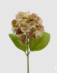 Ortensia Real touch, colore verde/rosa, H. 50 cm. EDG