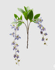 Clematis Viticella ramo x2, colore viola, H. 105cm. EDG