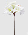 Amaryllis Rex x5, avorio H.80 cm. EDG