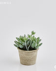Pianta grassa Succulent West con vaso beige, H.14cm. EDG