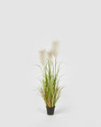 Pampas pianta con vaso H.105 cm. EDG