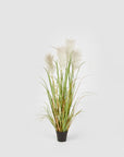 Pampas pianta con vaso H.127 cm. EDG