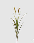 Ramo Festuca con 2 spighe H. 98 cm. EDG