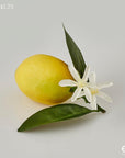 Limone Duke con fiore e foglie, 12cm. EDG