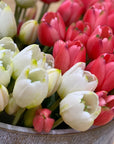 Tulipano gommoso bouquet da 5 tulipani, colore panna, H. 40cm. EDG