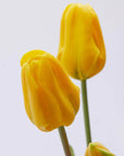 Tulipano Olis, bouquet da 3 tulipani, colore giallo, H. 48 cm. EDG