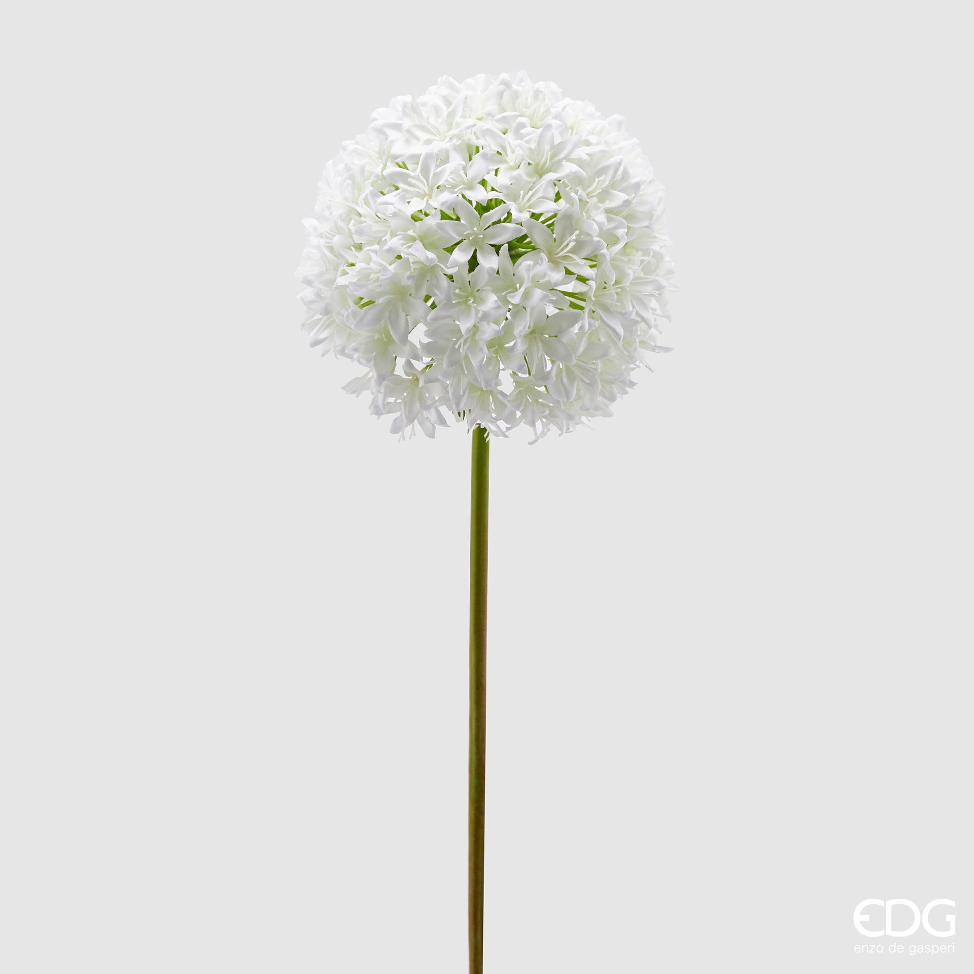 Allium Ramo, colore bianco, H. 90 cm. EDG