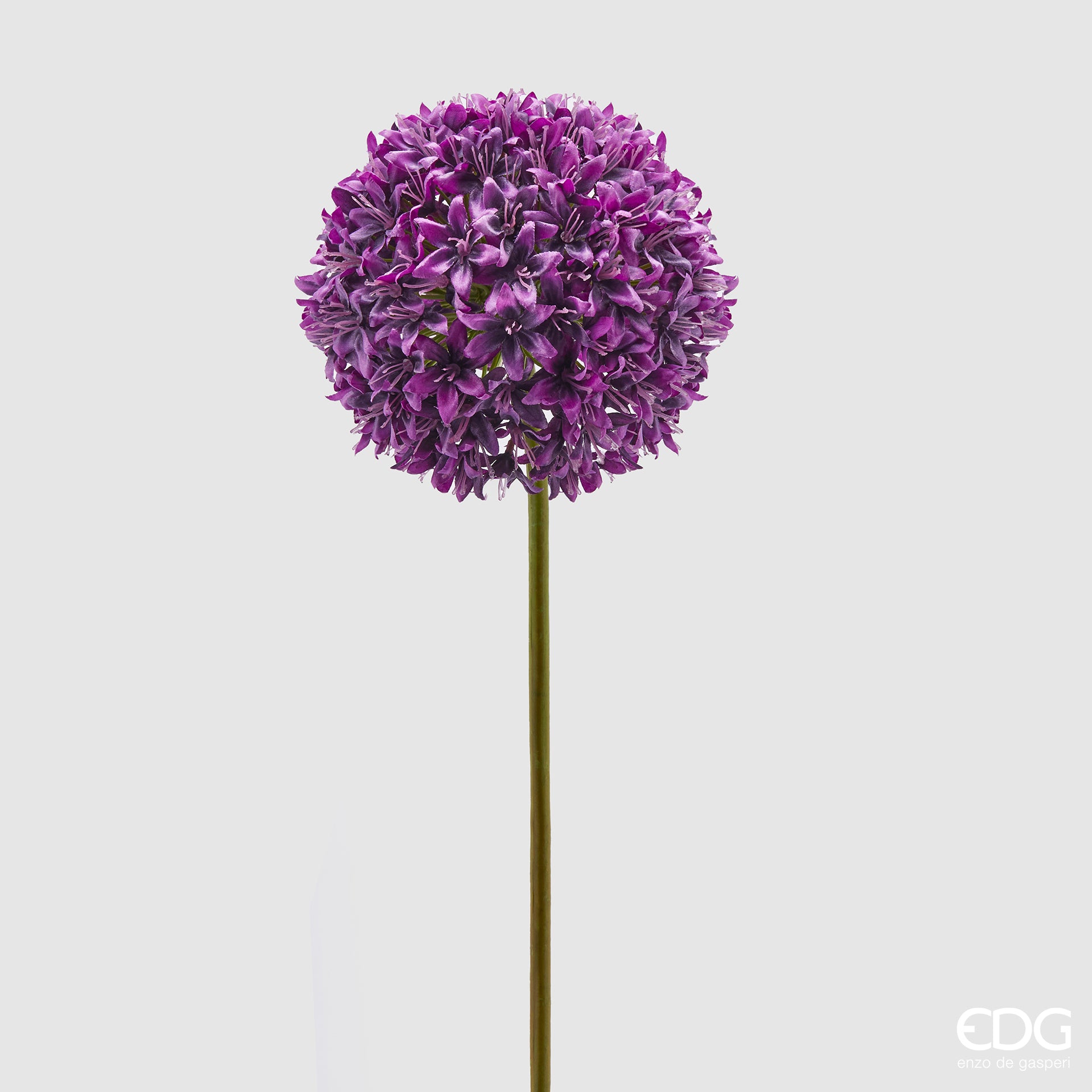 Allium Ramo, colore viola, H. 90 cm. EDG