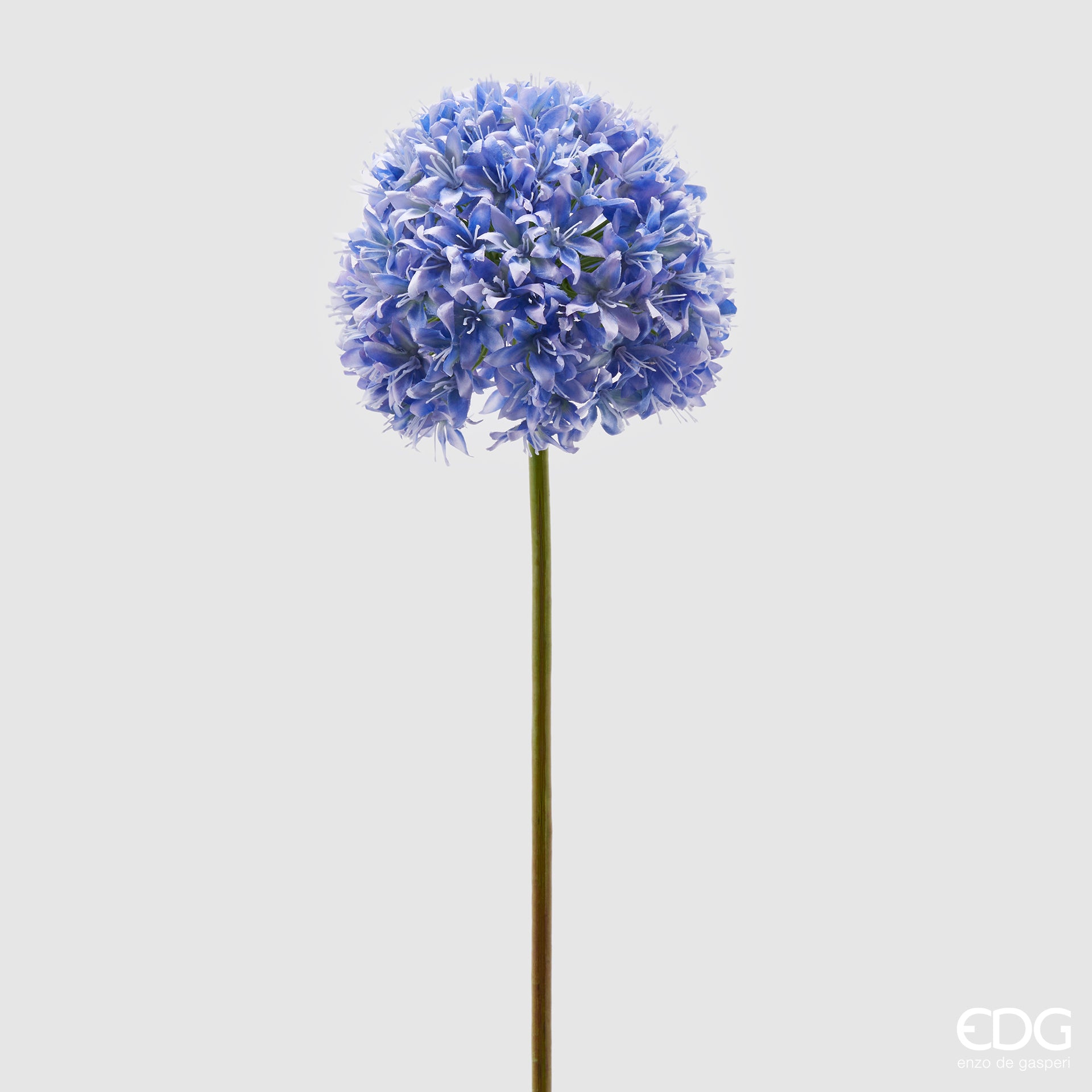 Allium Ramo, colore azzurro, H. 90 cm. EDG