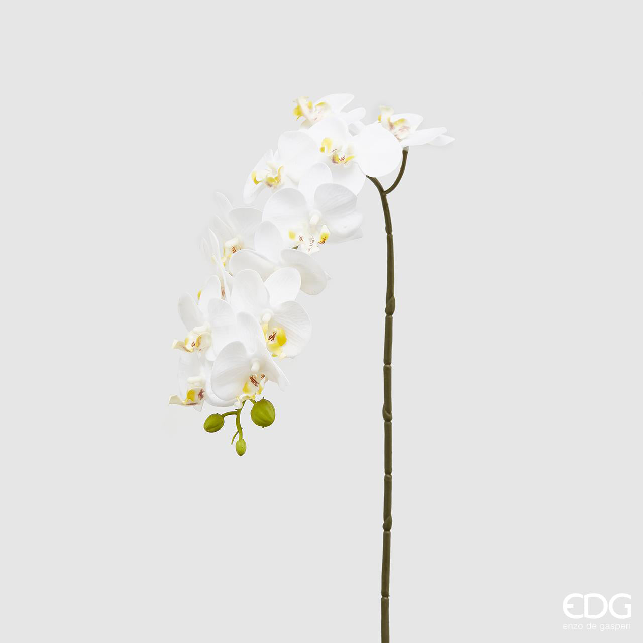 Orchidea Phalaenopsis Real, colore bianco, H. 58 cm. EDG