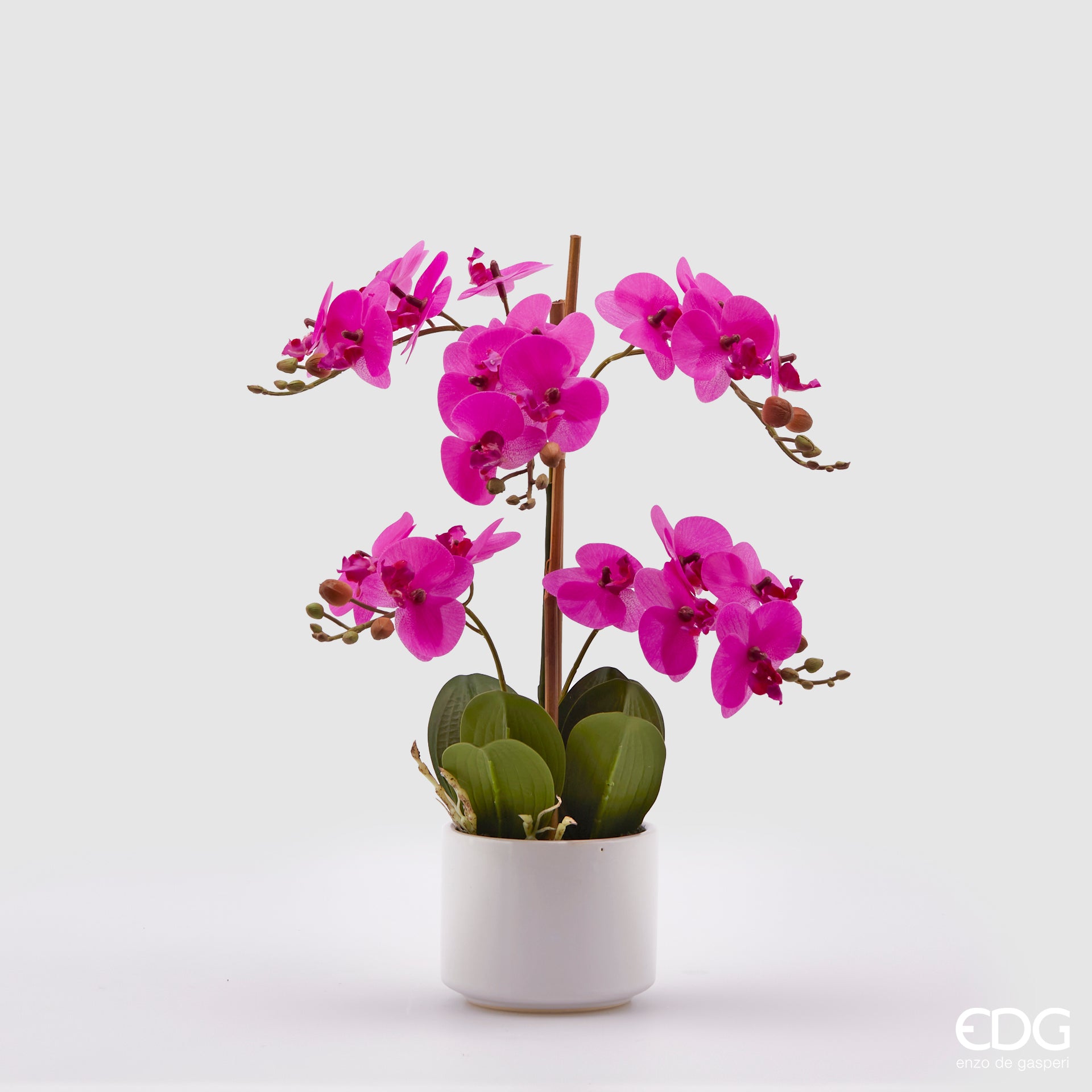 Vaso bianco quadrato in ceramica con 2 rami di Orchidea Phalaenopsis fuxia Real H.38. EDG