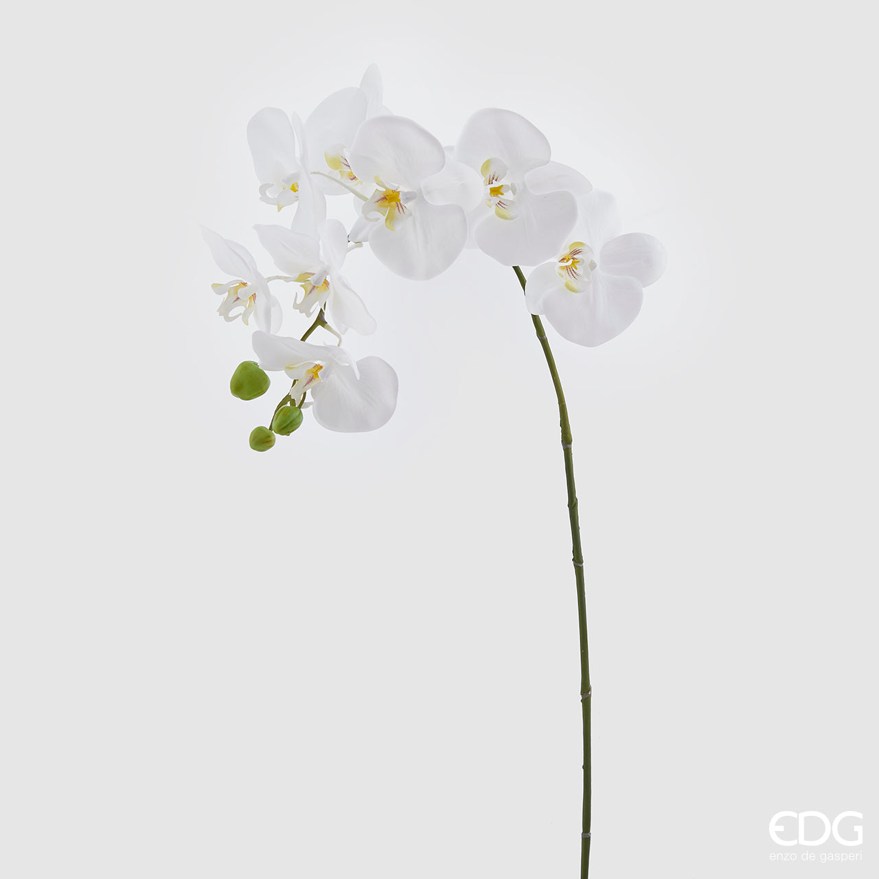 Orchidea Phalaenopsis Real, colore bianco, H. 93 cm. EDG