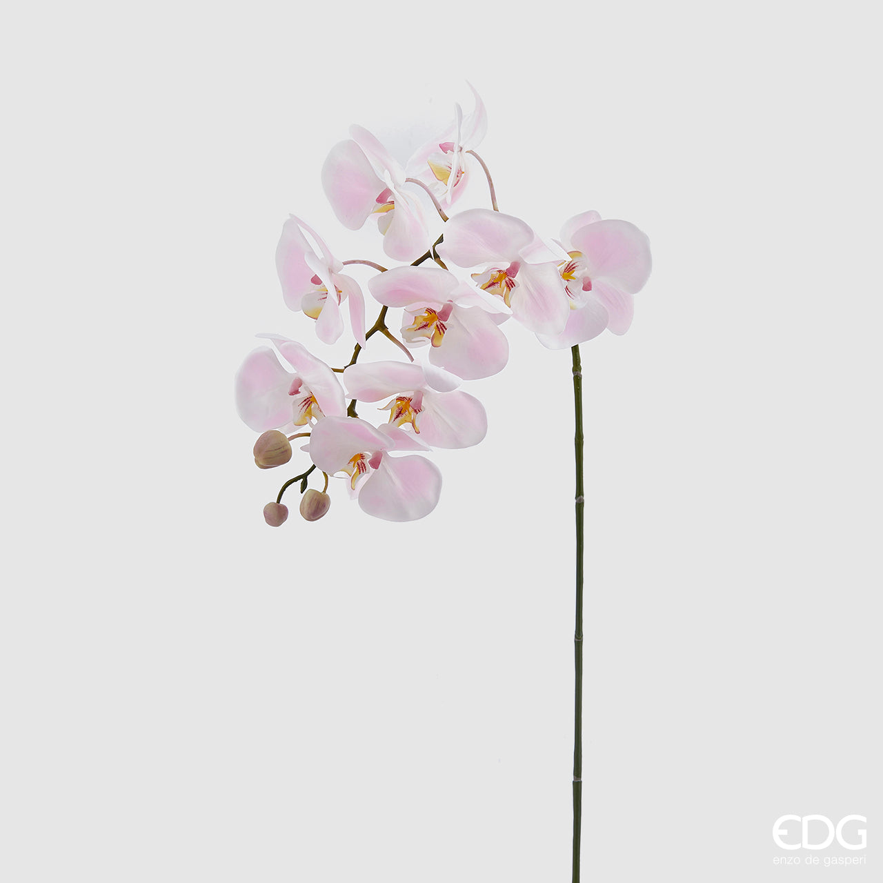 Orchidea Phalaenopsis Real, colore rosa, H. 93 cm. EDG