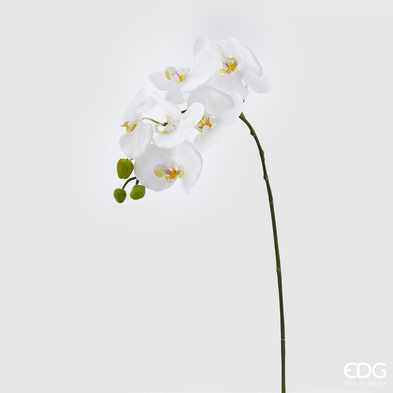 Orchidea Phalaenopsis Real, 2 colori, H. 74cm. EDG