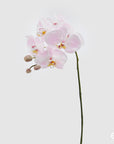 Orchidea Phalaenopsis Real, 2 colori, H. 74cm. EDG