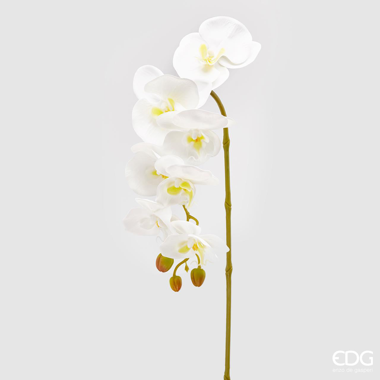 Orchidea Phalaenopsis Olis, 3D, colore bianco, H. 85 cm. EDG