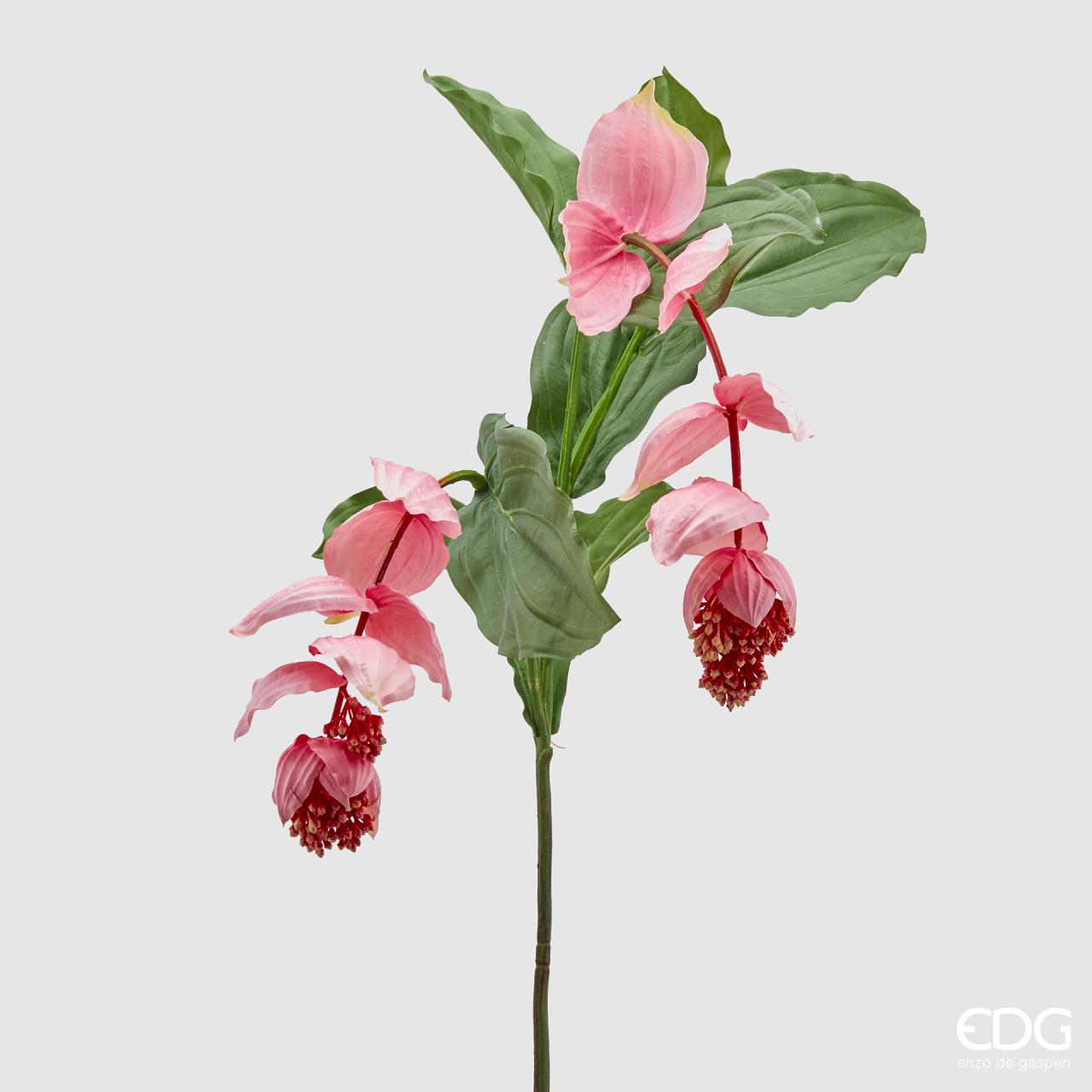 Ramo Medinilla Bell, colore rosa/fucsia, H. 131 cm. EDG