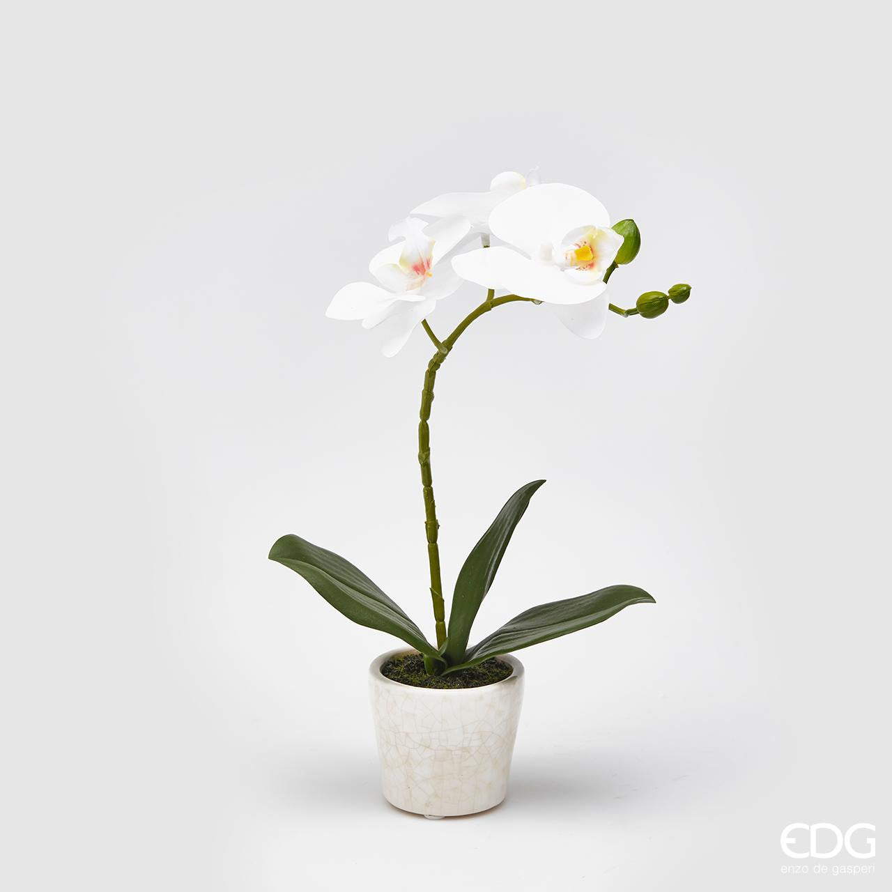 Vaso ceramica con orchidea phalaenopsis bianco, H. 33 cm. EDG