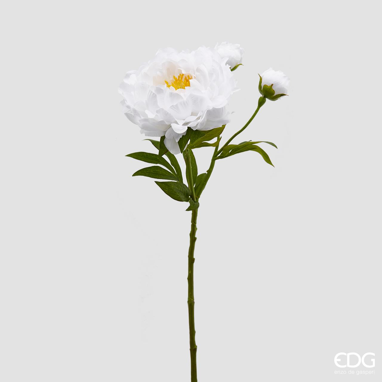 Peonia Rex ramo, colore bianco, H. 60cm. EDG