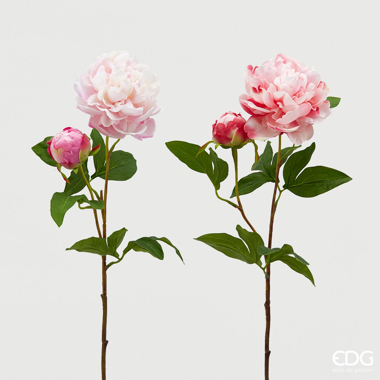 Peonia Olis, colore rosa/rosa variegata, H. 70 cm. EDG