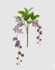 Clematis Viticella ramo x2, colore lavanda, H. 105cm. EDG