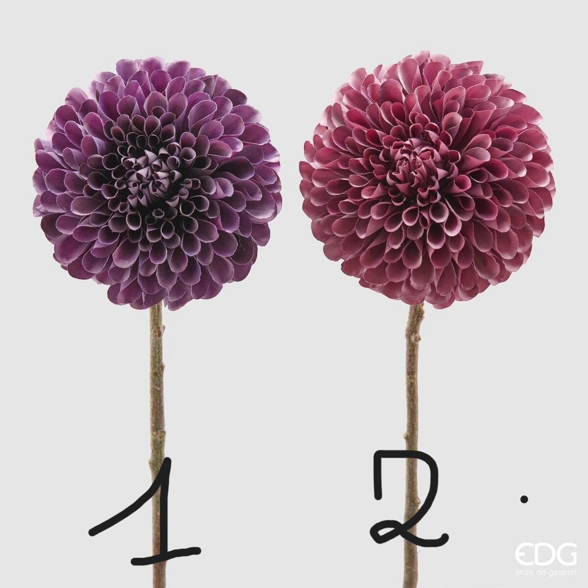 Dalia Rex, 2 colori assortiti, viola e rosa, H. 66 cm. EDG