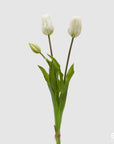 Tulipano Olis, bouquet da 3 tulipani, colore bianco, H. 48 cm. EDG