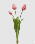 Tulipano Olis, bouquet da 3 tulipani, colore rosa sfumato, H. 48 cm. EDG