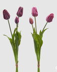 Tulipano Olis, bouquet da 3 tulipani, 2 colori assortiti viola, H. 48 cm. EDG