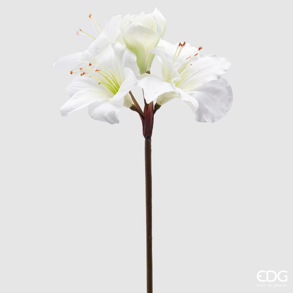 Amaryllis Rex x5, avorio H.80 cm. EDG