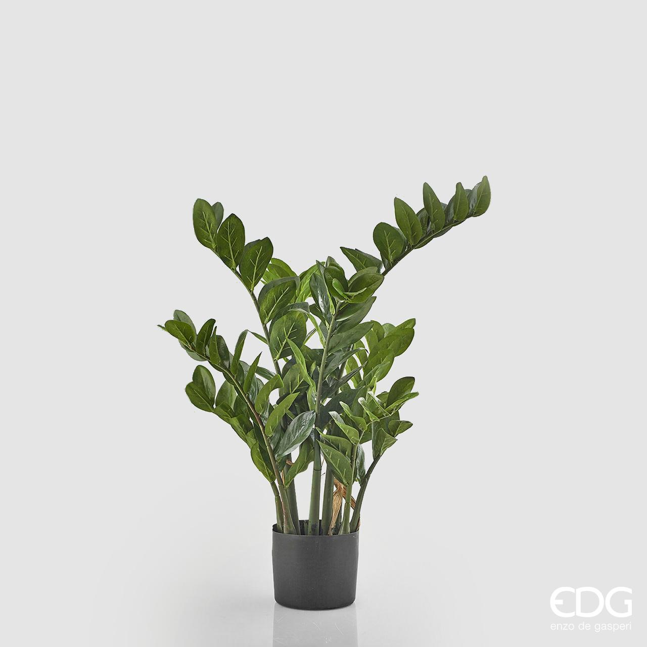 Zamifolia con vaso H.90 cm. (166foglie). EDG