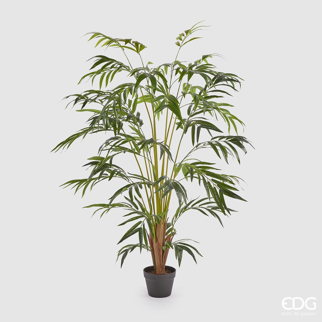 Pianta Palma Areca con vaso H.150cm. (48 foglie). EDG