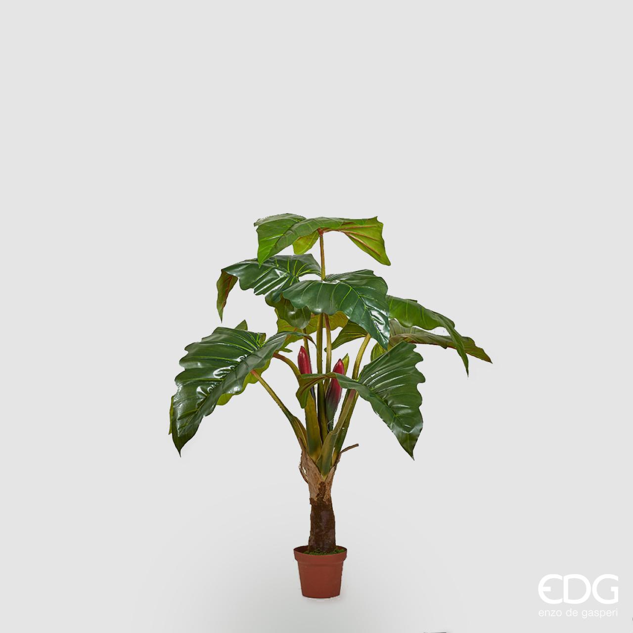 Pianta con vaso Alocasia Chic H.160cm. (9foglie). EDG