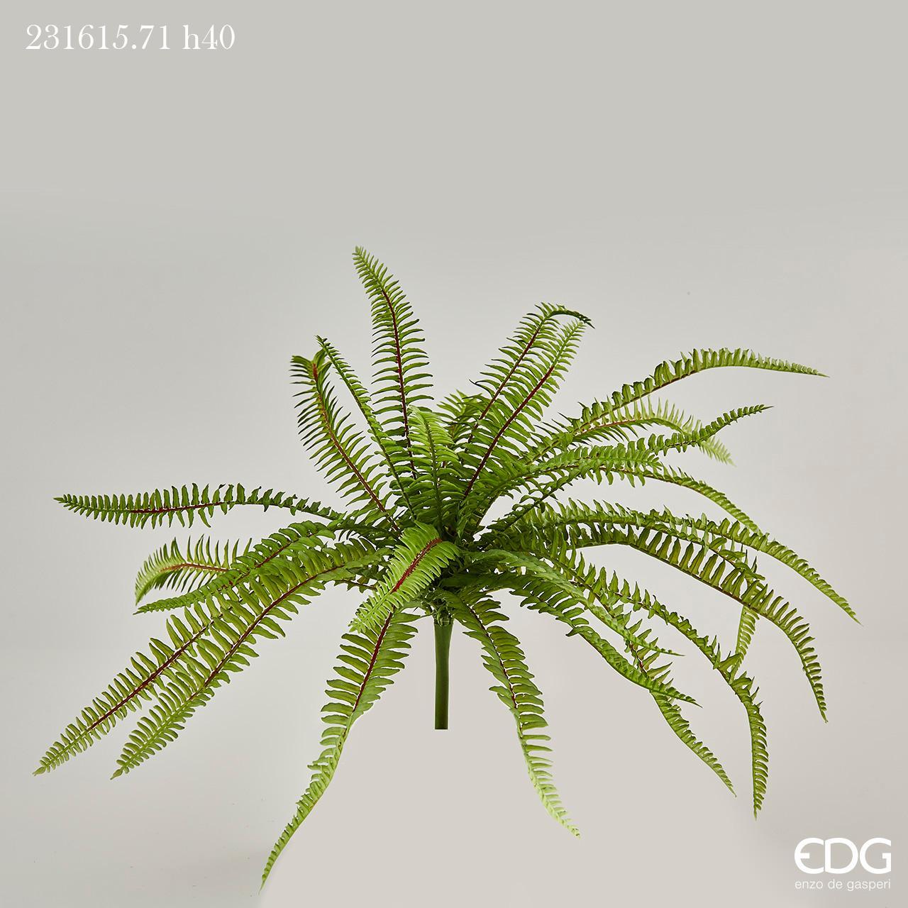 Cespuglio felce Baker H.40 cm. (27foglie). EDG