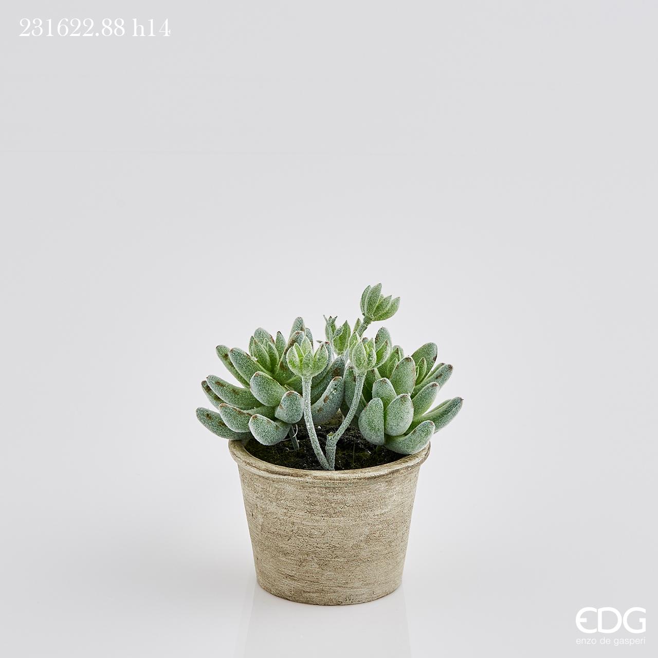 Pianta grassa Succulent West con vaso beige, H.14cm. EDG