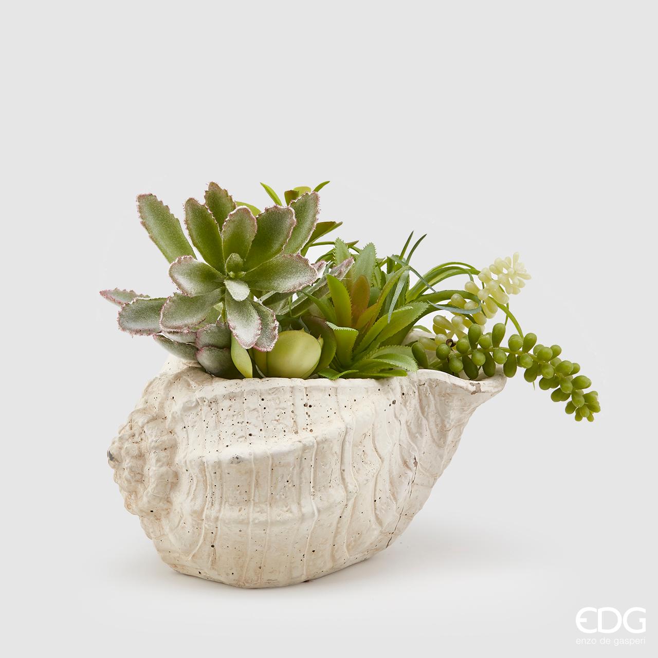 Vaso conchiglia con piante grasse. EDG