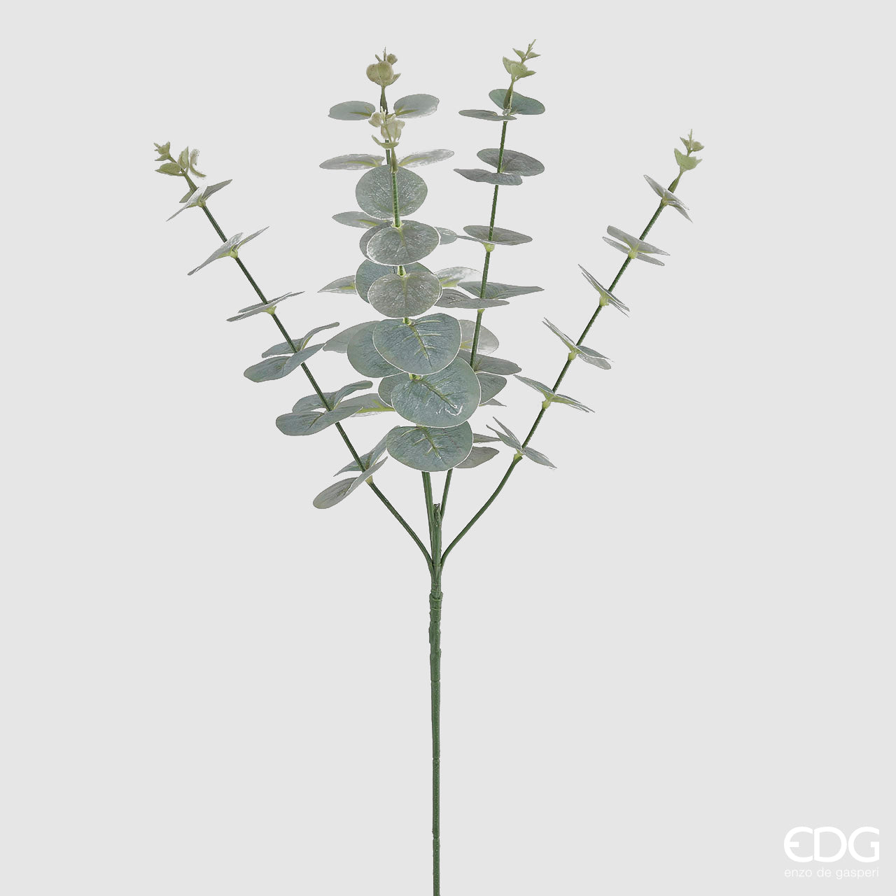 Eucalipto ramo x5, colore verde, H. 65cm. EDG