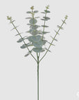 Eucalipto ramo x5, colore verde, H. 65cm. EDG