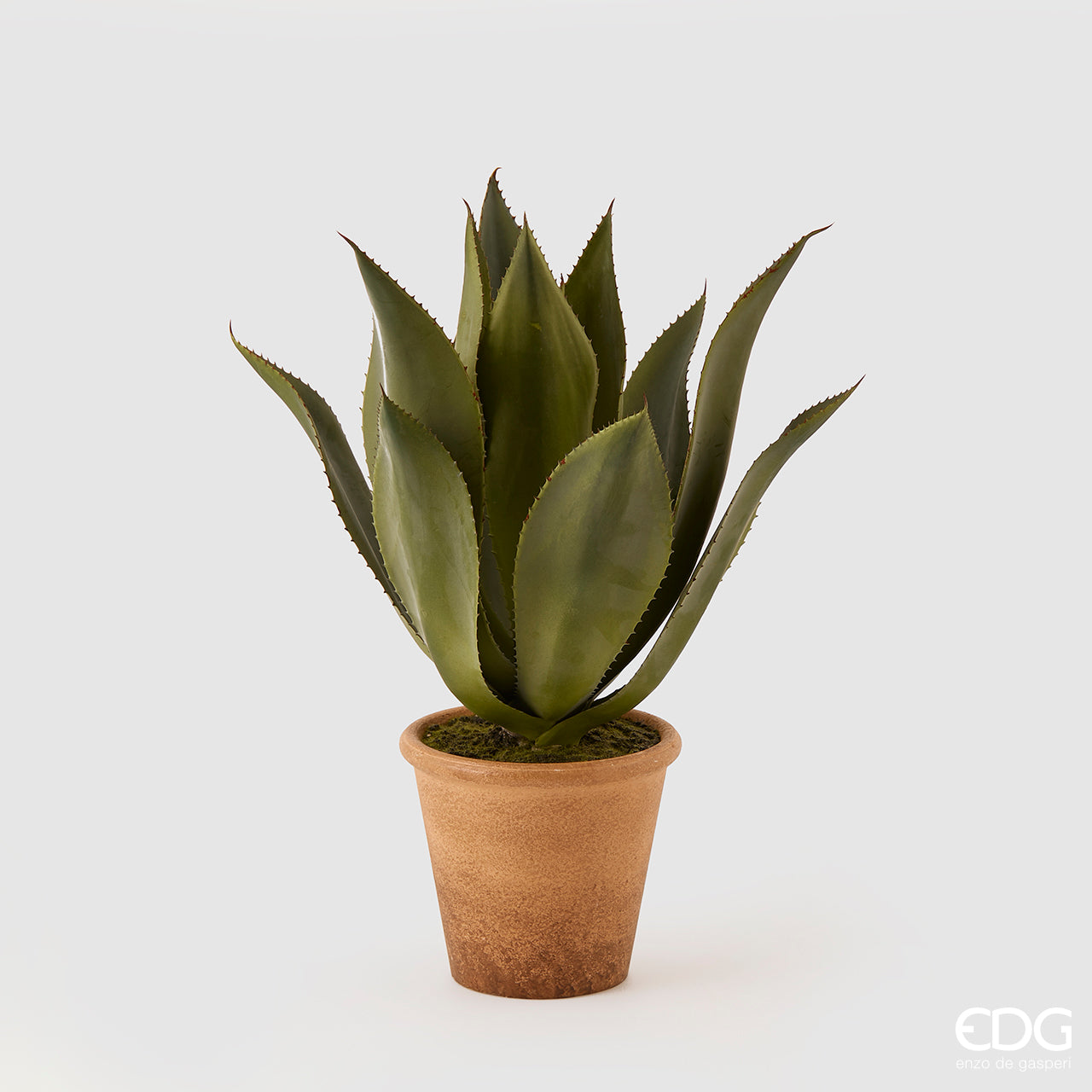 Agave pianta con vaso H.17 D. 19 cm. EDG