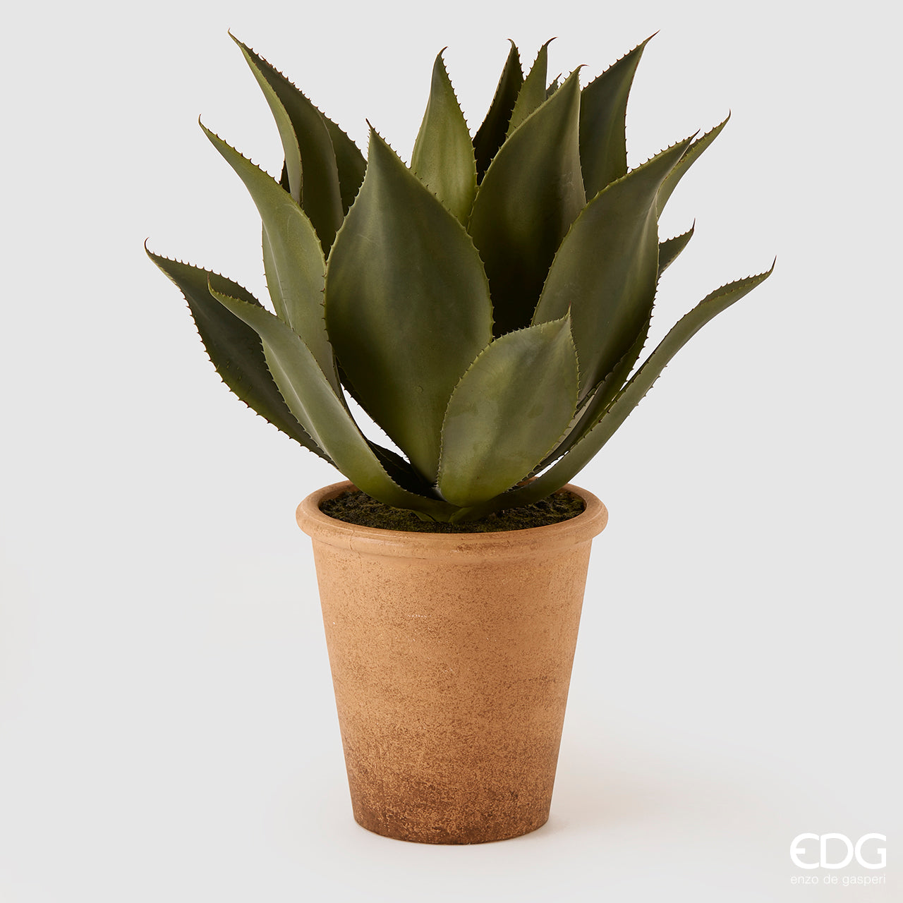 Agave pianta con vaso H.26 D. 25 cm. EDG