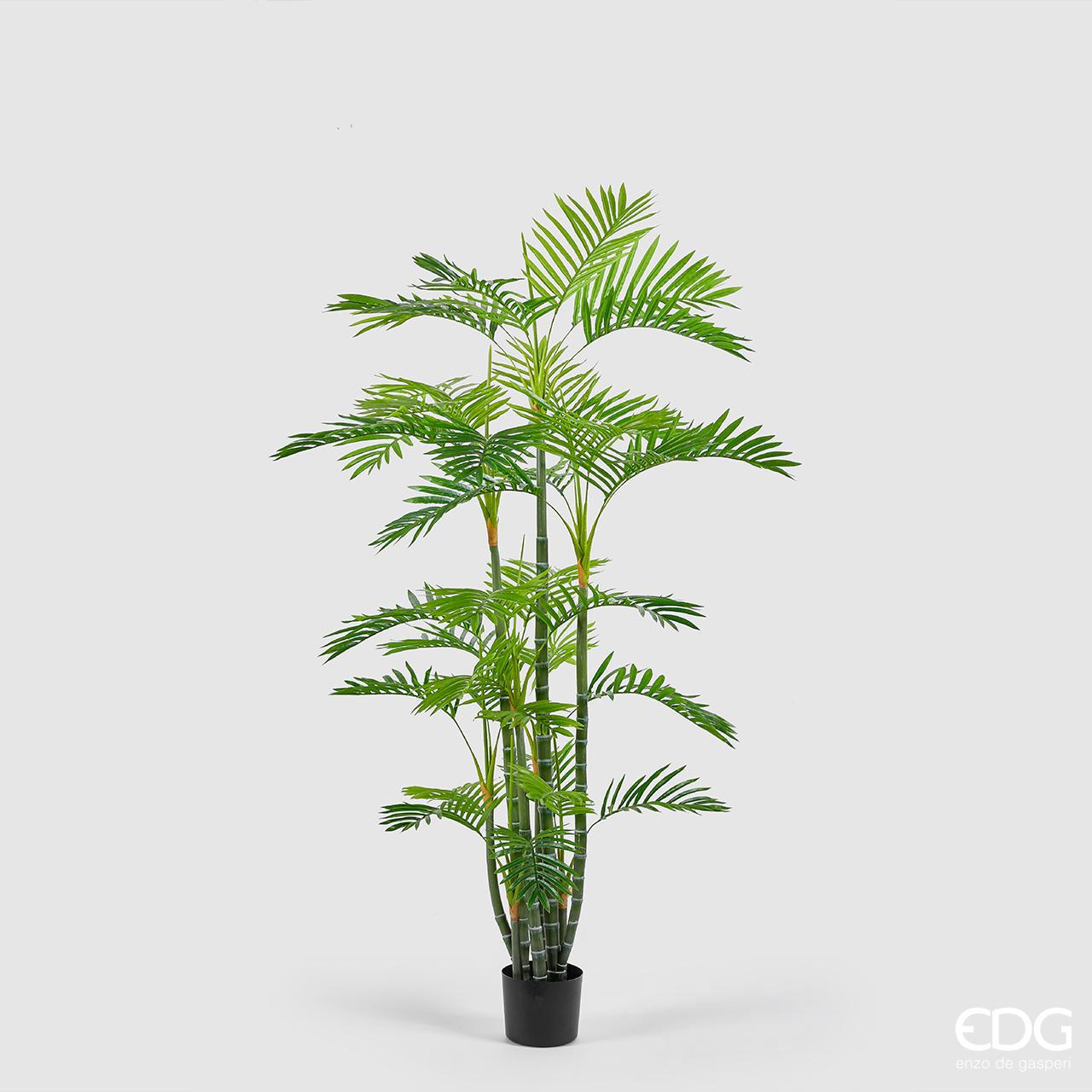 Pianta Palma Areca con vaso H.182cm. (34 foglie). EDG